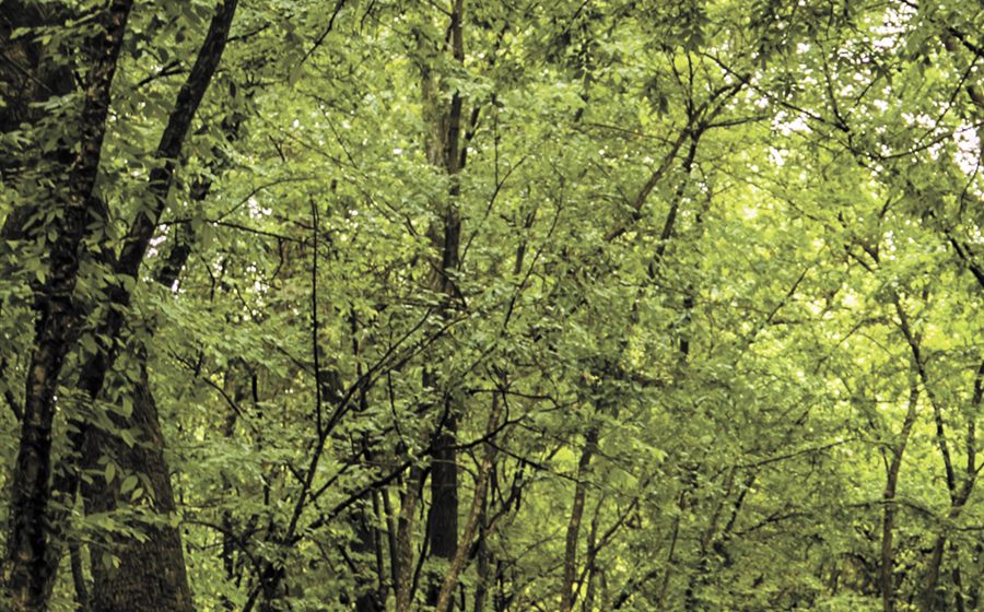 Inspiracja do druku UV na szkle: las i natura